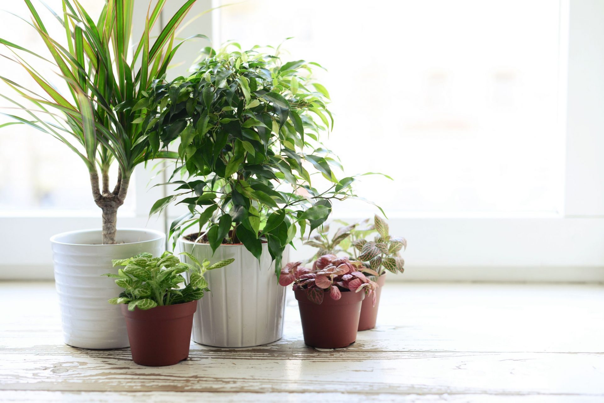 Горшечные растения для дома фото и названия